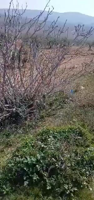 أرض زراعية زيتون للبيع في أريحا 6720 م² على طريق إدلب