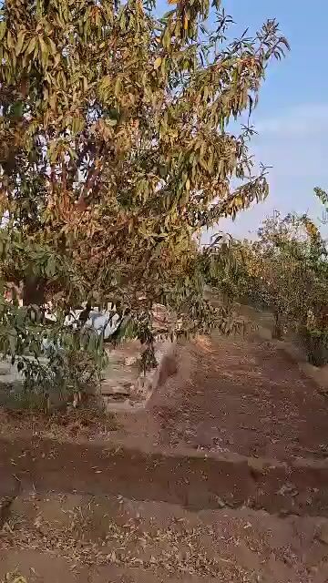 مزرعة حس ين 