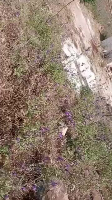 ارض زراعية 3700 متر مربع في شين بحمص للبيع بسعر 5500$